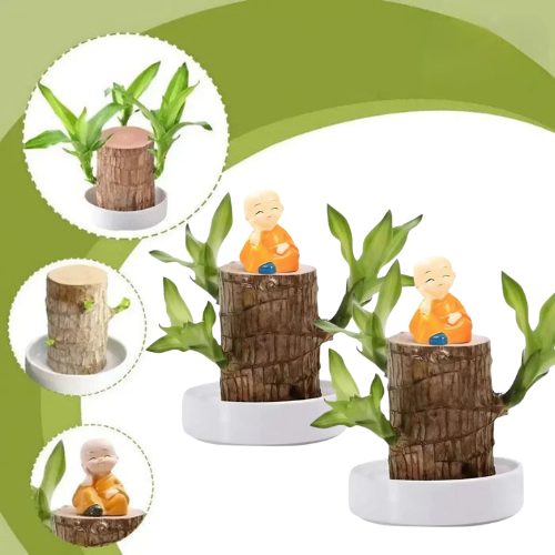 2 Plantas Madeira Brasileira Sorte + 2 Monges de Brinde